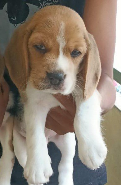 Beagle  Puppies in Bangalore